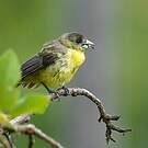 Tangara flamboyant