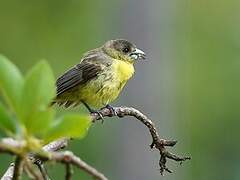 Flame-rumped Tanager