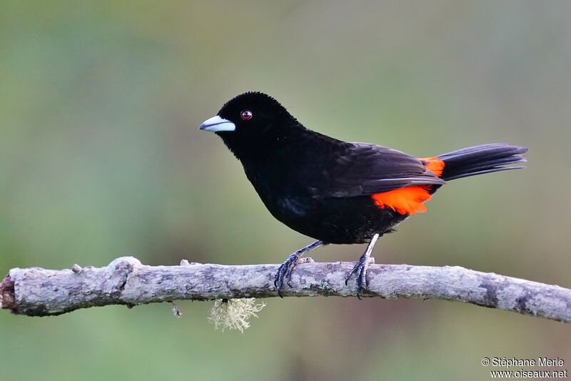 Flame-rumped Tanager male adult