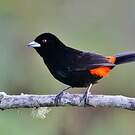 Tangara flamboyant