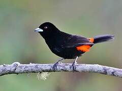 Flame-rumped Tanager