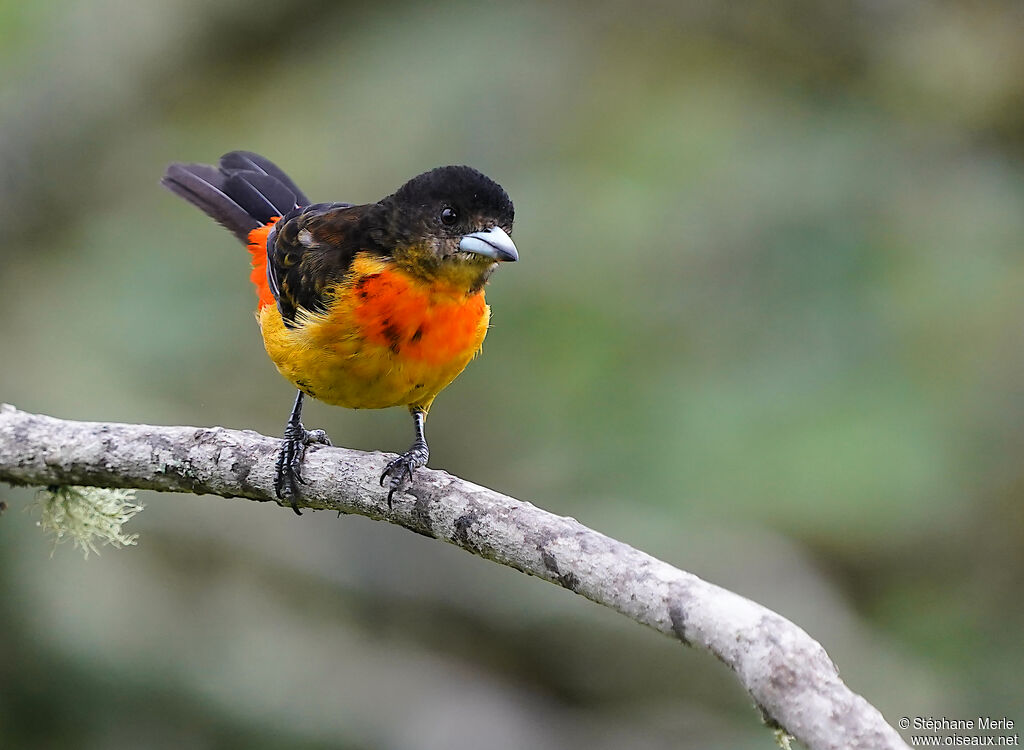 Flame-rumped Tanager female adult