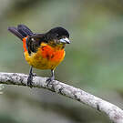 Tangara flamboyant
