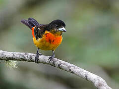 Flame-rumped Tanager