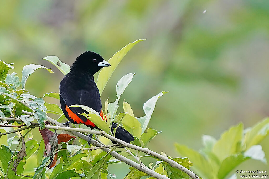 Flame-rumped Tanager male adult