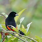 Tangara flamboyant