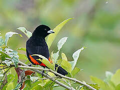 Flame-rumped Tanager