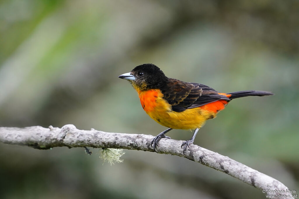 Flame-rumped Tanager female adult