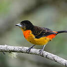 Tangara flamboyant