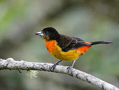 Flame-rumped Tanager