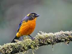 Lacrimose Mountain Tanager