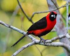 Masked Crimson Tanager