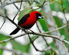 Masked Crimson Tanager