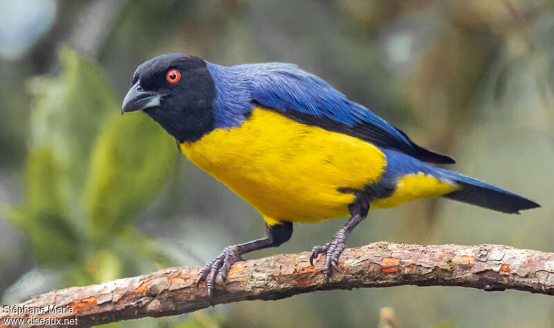 Hooded Mountain Tanageradult, close-up portrait