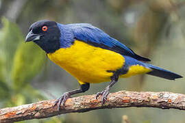 Hooded Mountain Tanager