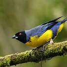 Tangara montagnard