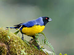 Hooded Mountain Tanager