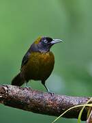 Dusky-faced Tanager