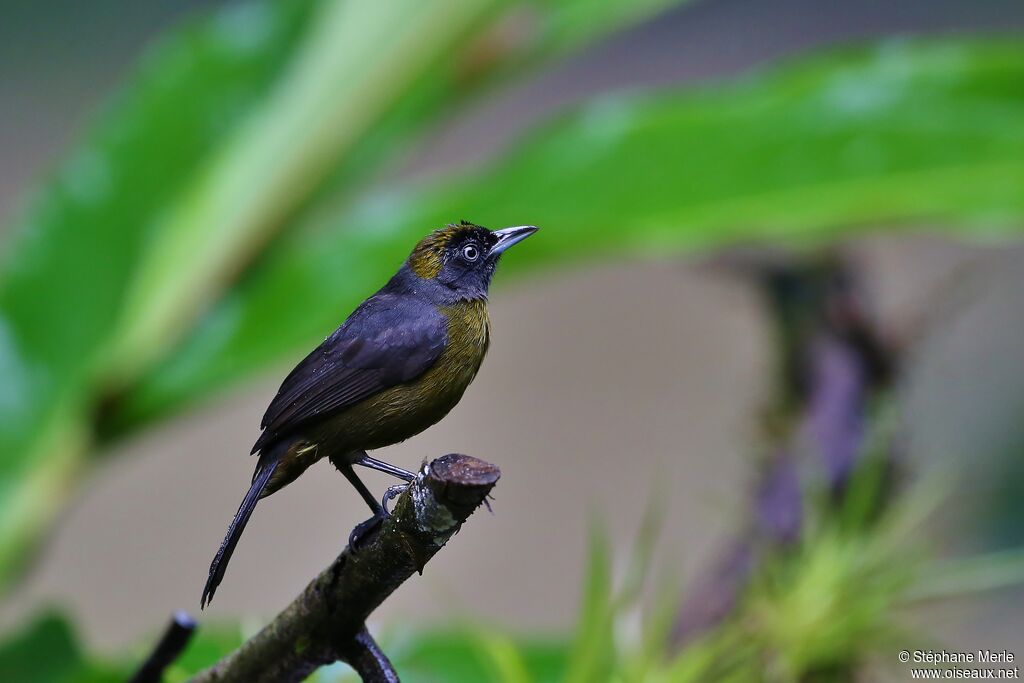 Dusky-faced Tanageradult