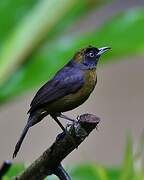 Dusky-faced Tanager