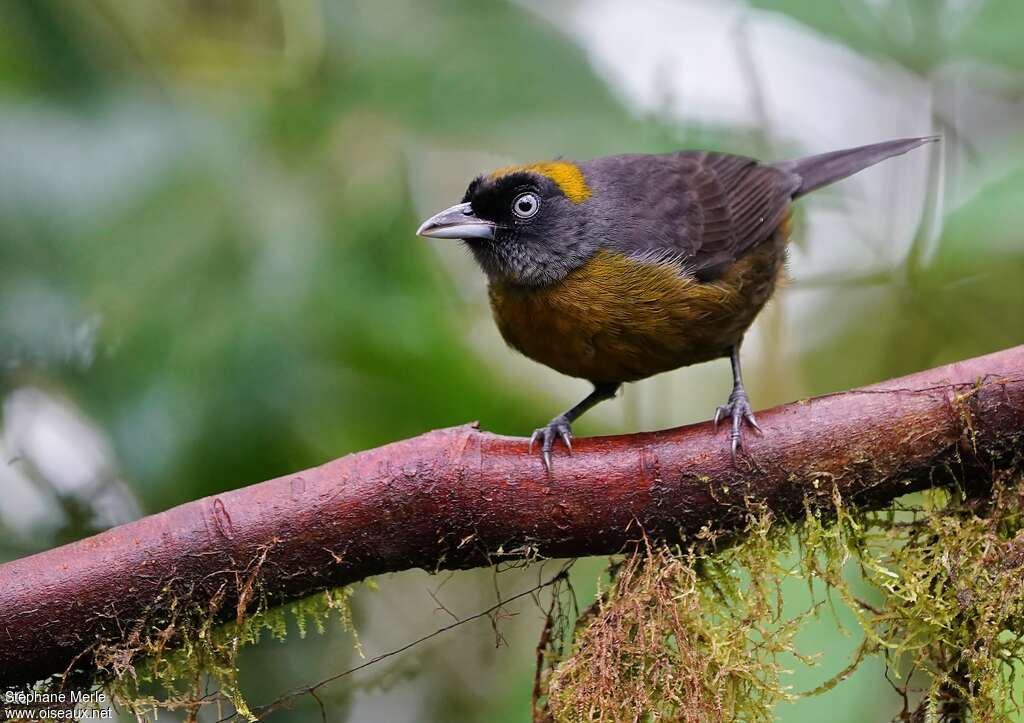 Dusky-faced Tanageradult, close-up portrait