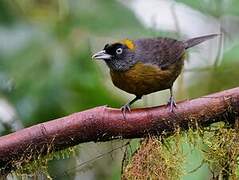 Dusky-faced Tanager