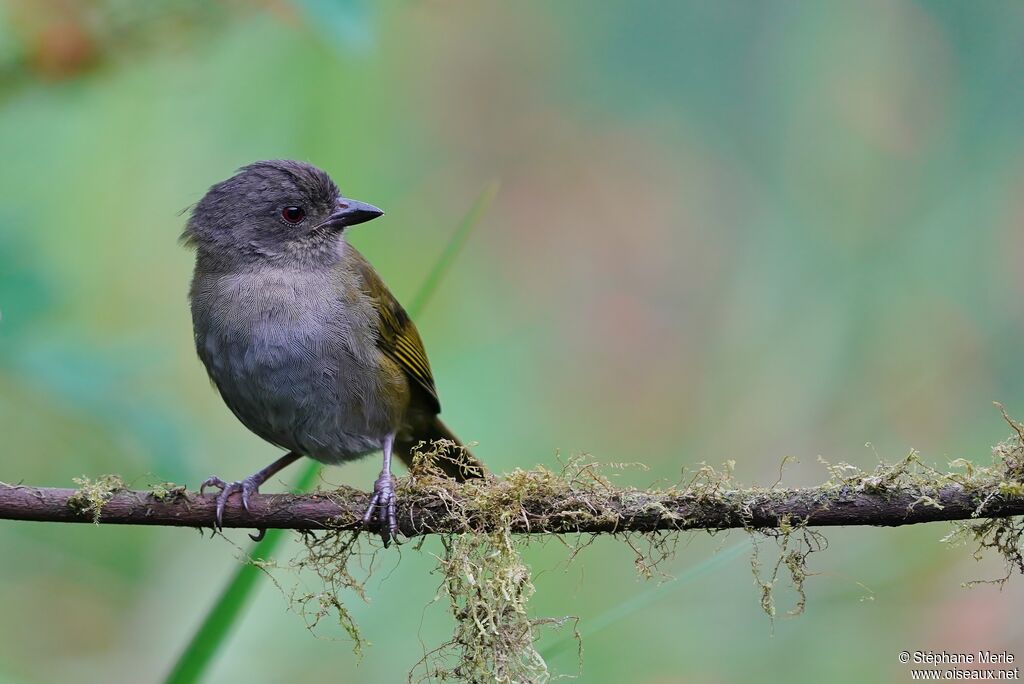 Dusky Bush Tanageradult