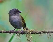 Dusky Bush Tanager