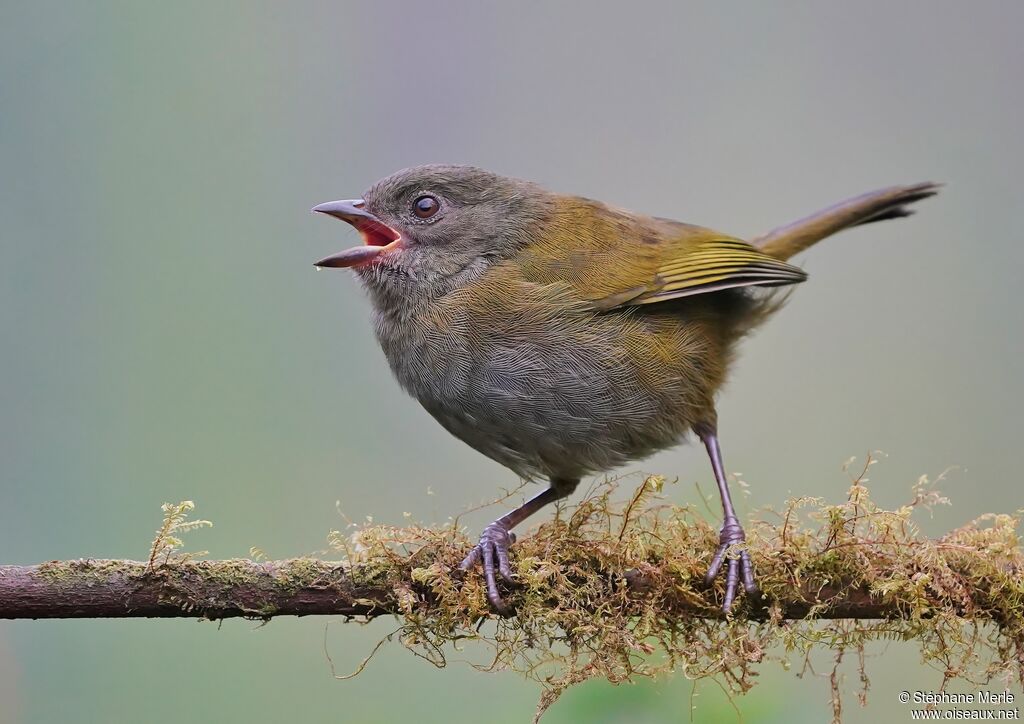 Dusky Bush Tanagerimmature