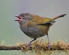 Dusky Bush Tanager