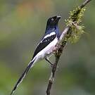 Tangara pillurion
