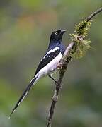 Tangara pillurion