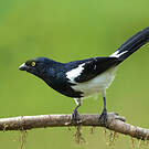 Tangara pillurion