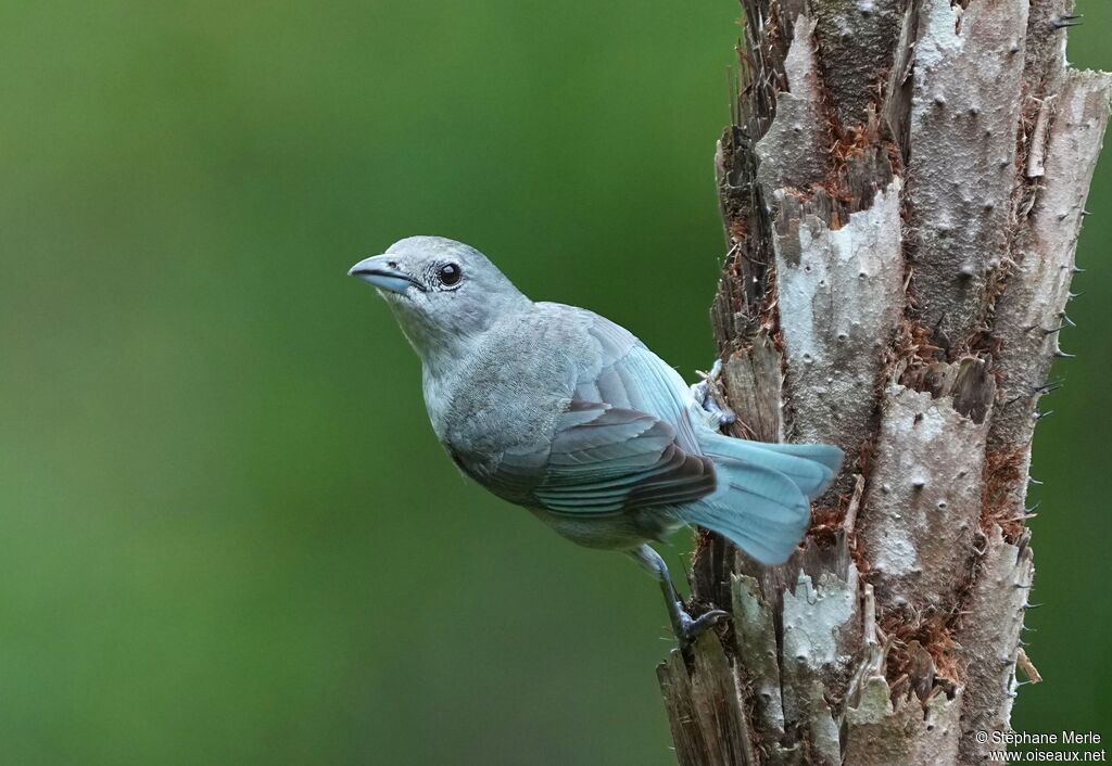 Sayaca Tanageradult