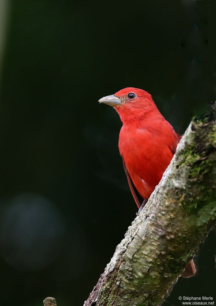 Summer Tanager male adult