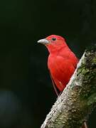 Summer Tanager