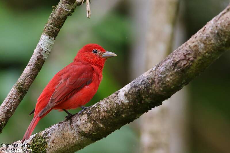 Summer Tanager male adult, identification