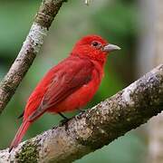 Summer Tanager