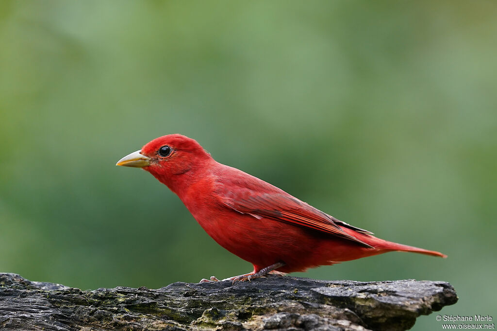 Summer Tanager