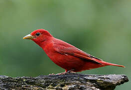 Summer Tanager