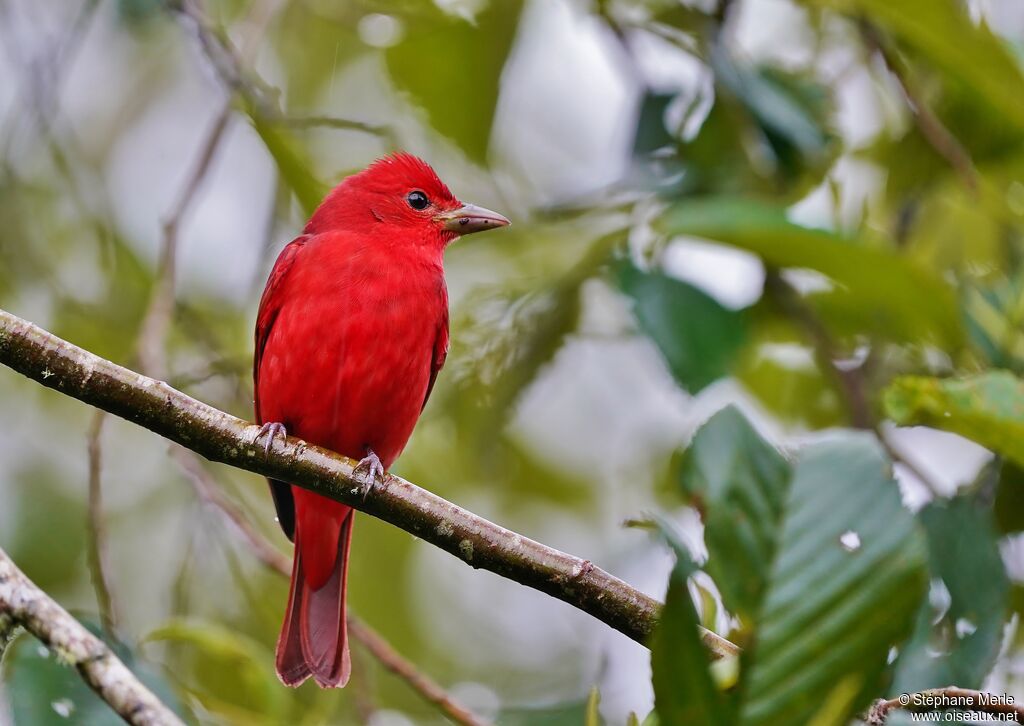 Summer Tanager male adult