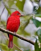 Summer Tanager