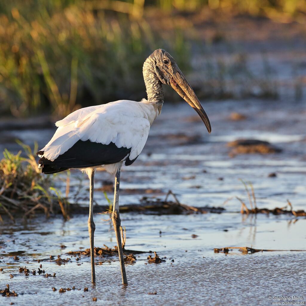 Wood Storkadult