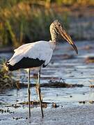 Wood Stork