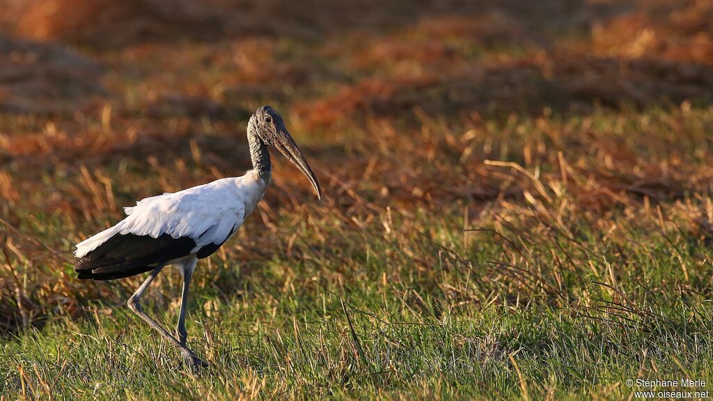 Wood Storkadult