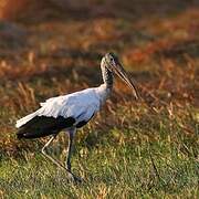 Wood Stork