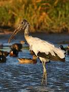 Wood Stork