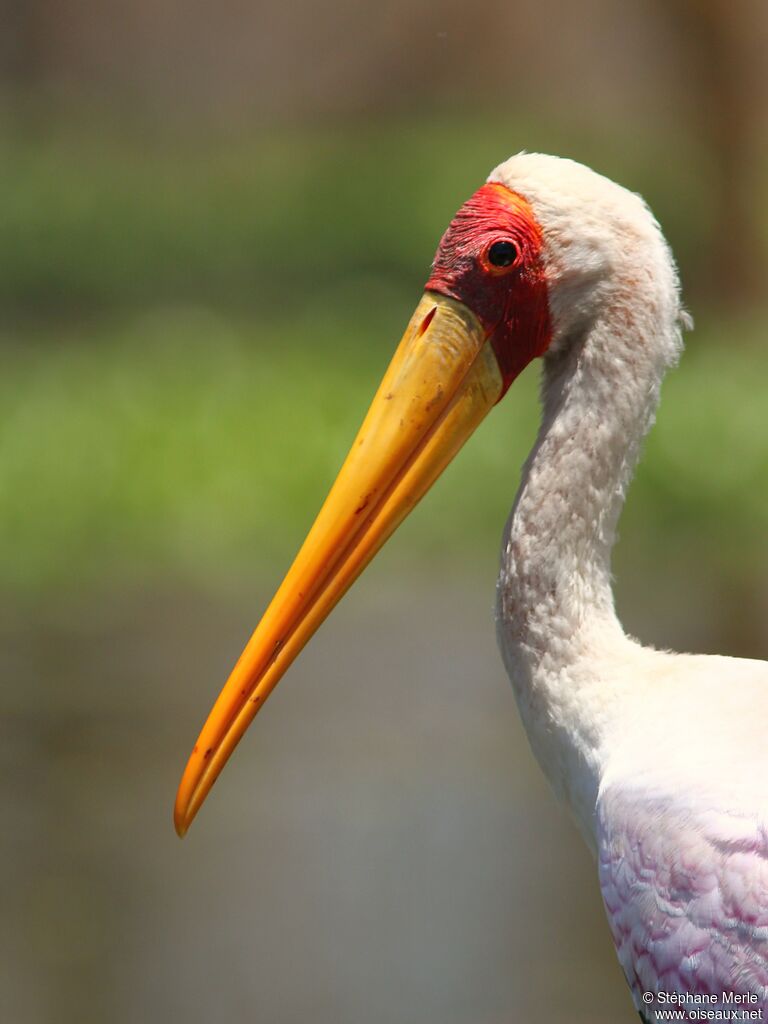 Yellow-billed Storkadult