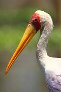 Yellow-billed Stork