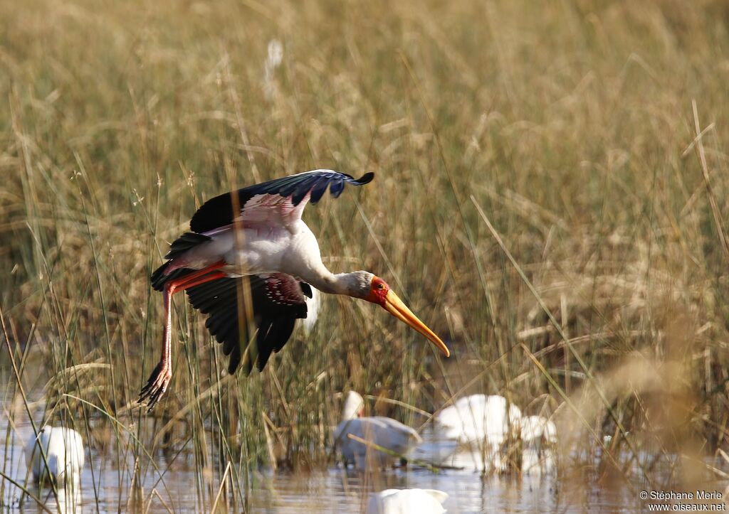 Yellow-billed Storkadult